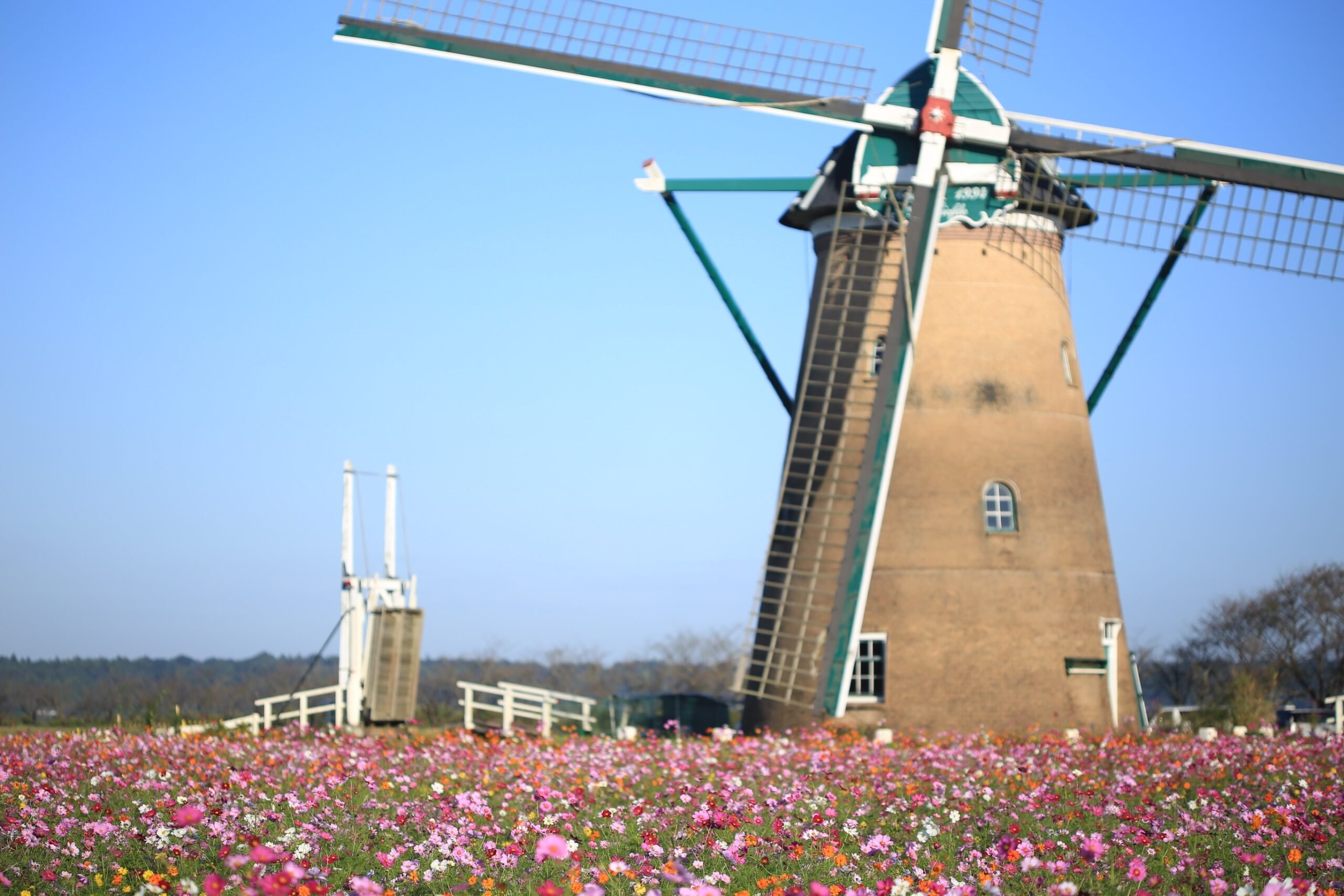 🌸 사쿠라 고향 광장(사쿠라 후루사토 히로바) 이미지 9